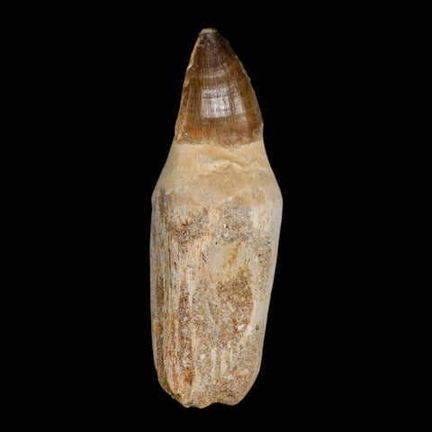 XL 4.1" Mosasaur Prognathodon Fossil Tooth Rooted Cretaceous Dinosaur Era COA - Fossil Age Minerals