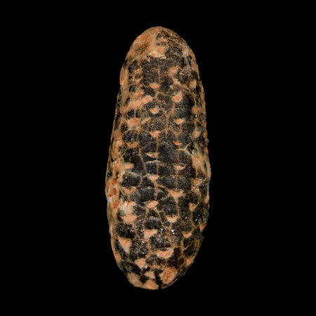 XL 2.1" Fossil Pine Cone Equicalastrobus Replaced By Agate Eocene Age Seeds Fruit
