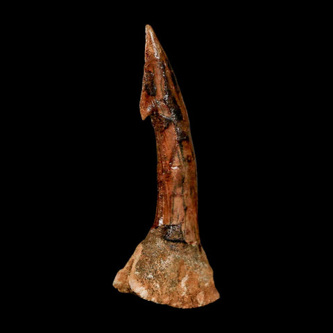 XL 2.6" Sawfish Fossil Tooth Barb Onchopristis Numidus Cretaceous Dinosaur Era COA