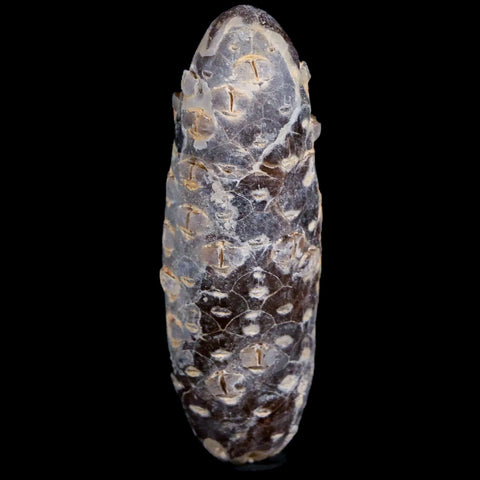 XL 2.3" Fossil Pine Cone Equicalastrobus Replaced By Agate Eocene Age Seeds Fruit - Fossil Age Minerals
