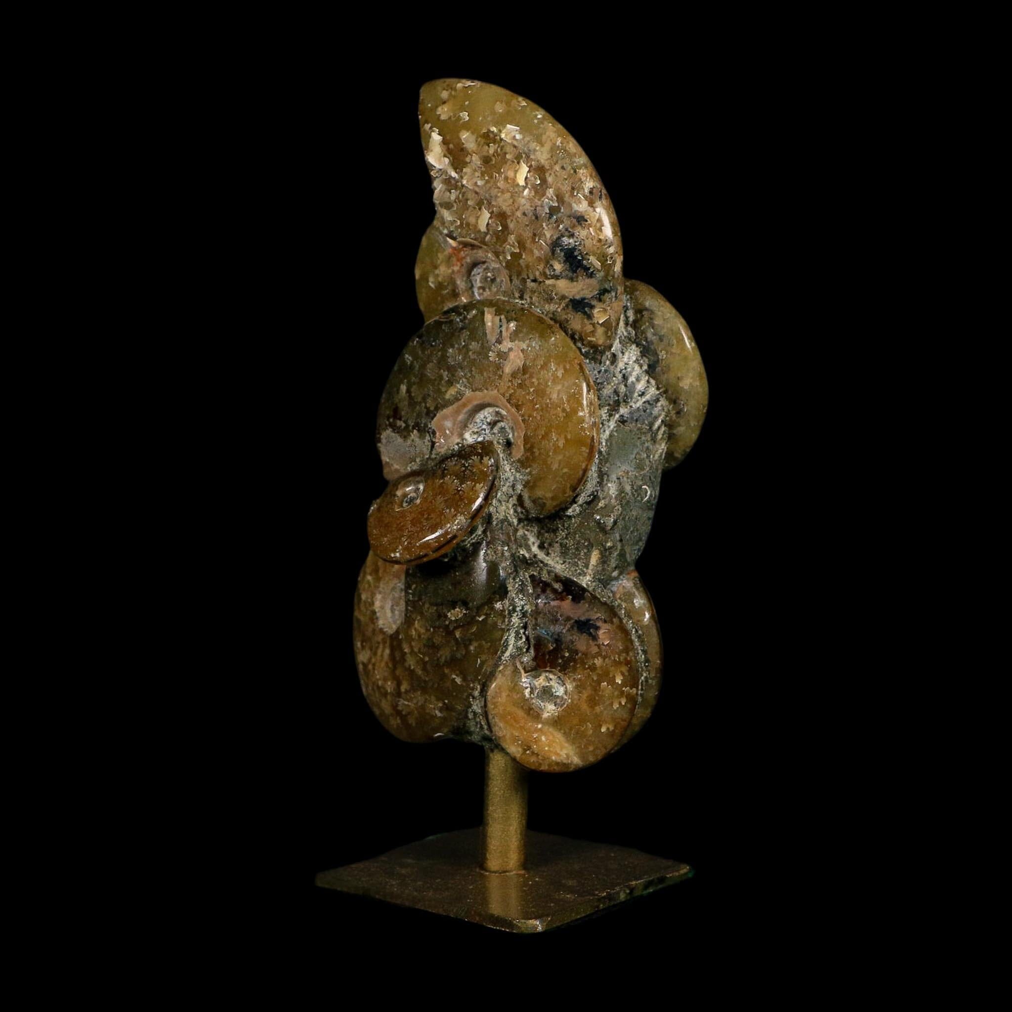 4.4" Cleoniceras Ammonite Fossil Cluster on Stand Madagascar Jurassic Age - Fossil Age Minerals