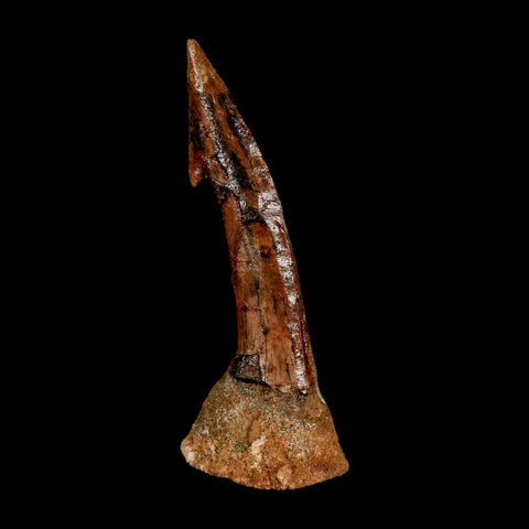 XL 2.6" Sawfish Fossil Tooth Barb Onchopristis Numidus Cretaceous Dinosaur Era COA