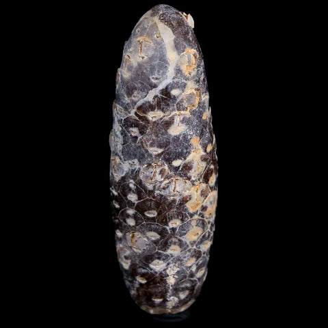 XL 2.3" Fossil Pine Cone Equicalastrobus Replaced By Agate Eocene Age Seeds Fruit - Fossil Age Minerals