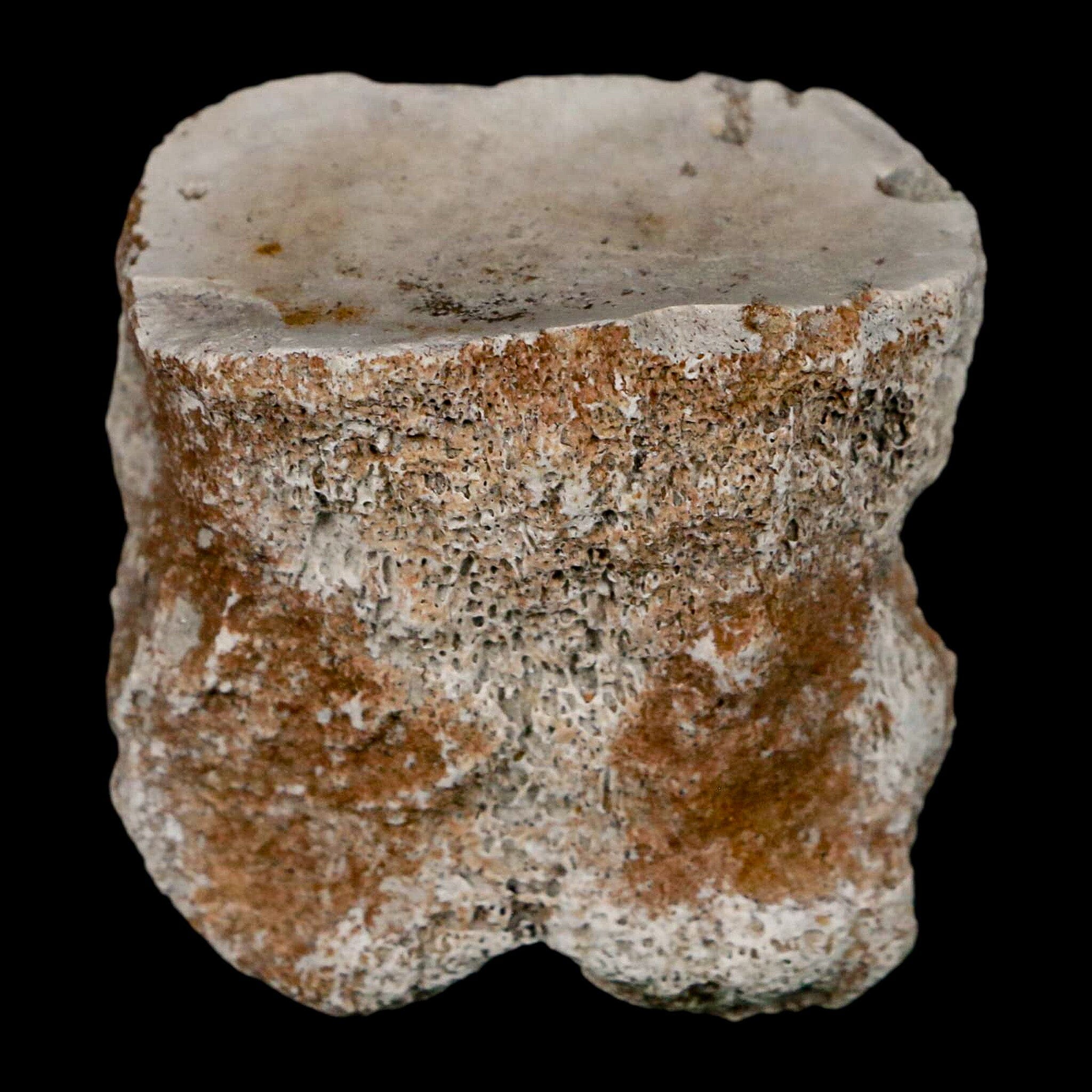 1.9" Brontothere Fossil Toe Bone Eocene Age Badlands S Dakota Titanothere COA - Fossil Age Minerals