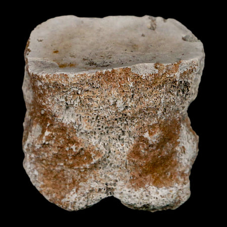 1.9" Brontothere Fossil Toe Bone Eocene Age Badlands S Dakota Titanothere COA