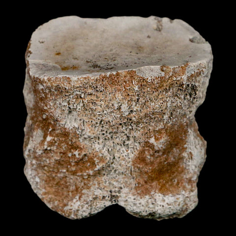 1.9" Brontothere Fossil Toe Bone Eocene Age Badlands S Dakota Titanothere COA - Fossil Age Minerals