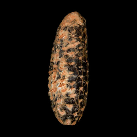 XL 2.1" Fossil Pine Cone Equicalastrobus Replaced By Agate Eocene Age Seeds Fruit - Fossil Age Minerals