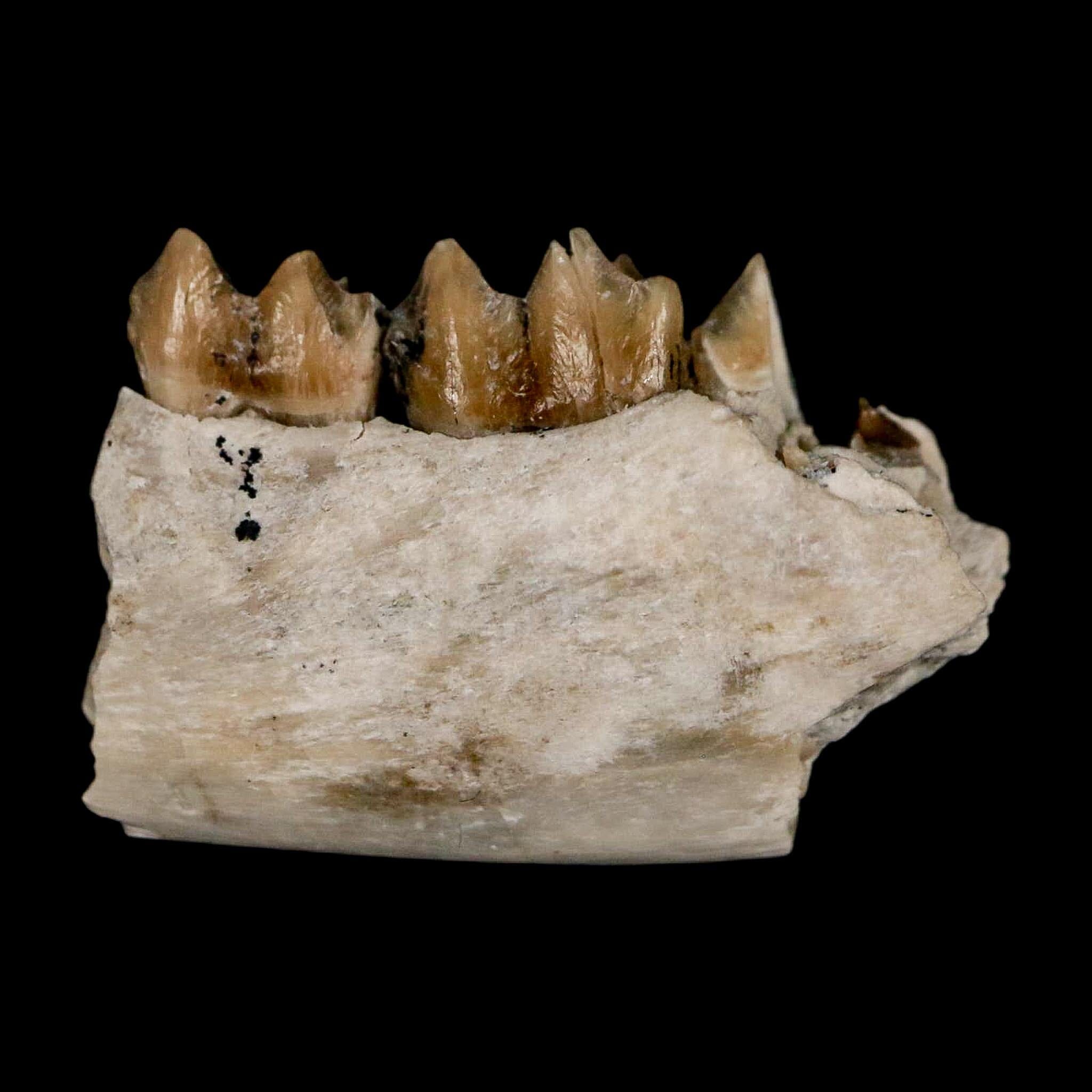 0.7" Leptomeryx Evansi Oligocene Age Fossil Deer Jaw Teeth Wyoming Display COA - Fossil Age Minerals