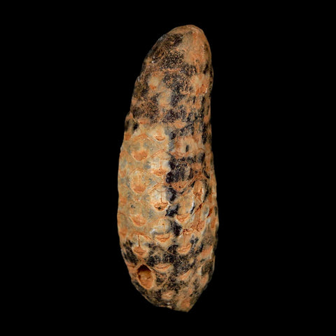 XL 2.1" Fossil Pine Cone Equicalastrobus Replaced By Agate Eocene Age Seeds Fruit - Fossil Age Minerals