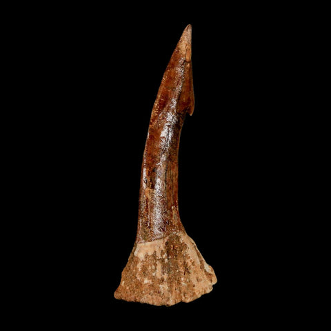 XL 2.6" Sawfish Fossil Tooth Barb Onchopristis Numidus Cretaceous Dinosaur Era COA