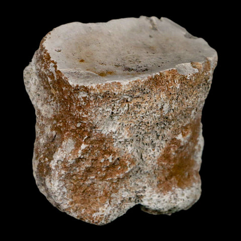 1.9" Brontothere Fossil Toe Bone Eocene Age Badlands S Dakota Titanothere COA - Fossil Age Minerals