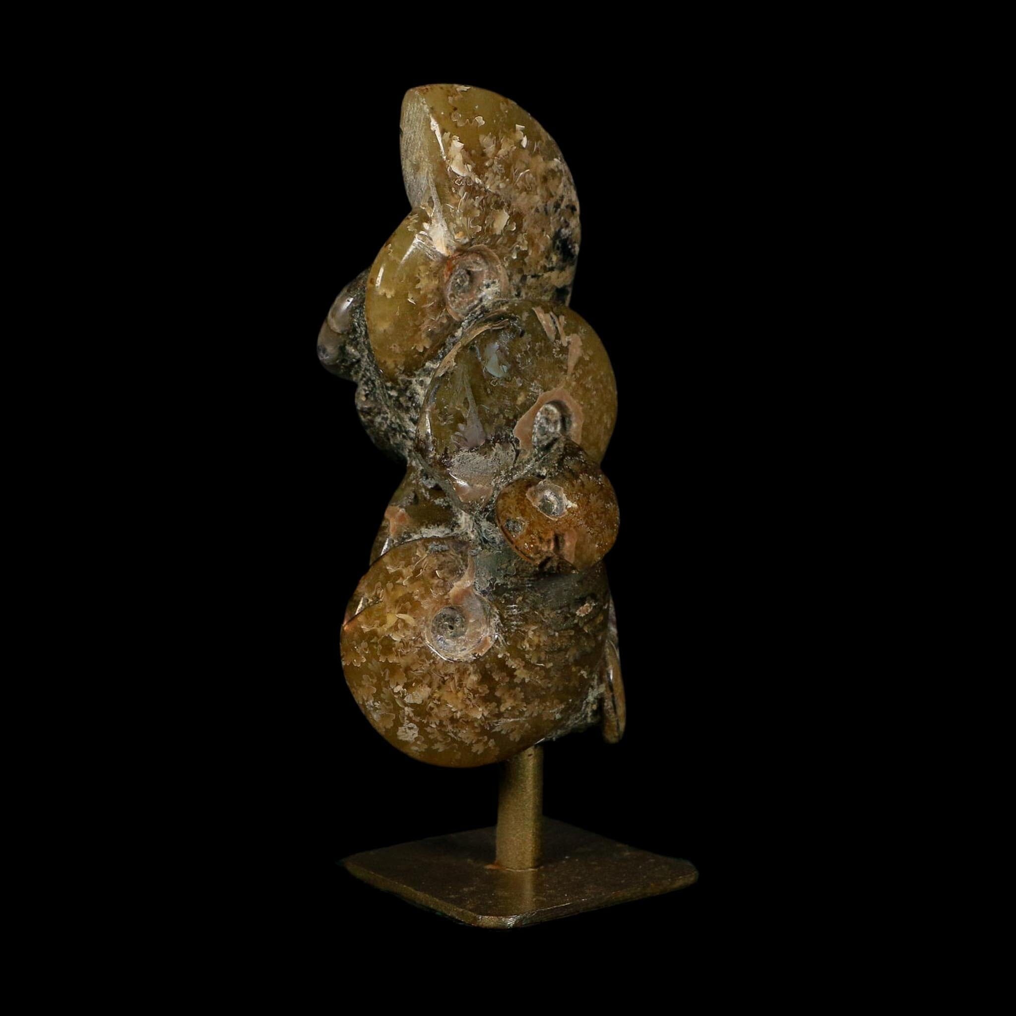 4.4" Cleoniceras Ammonite Fossil Cluster on Stand Madagascar Jurassic Age - Fossil Age Minerals