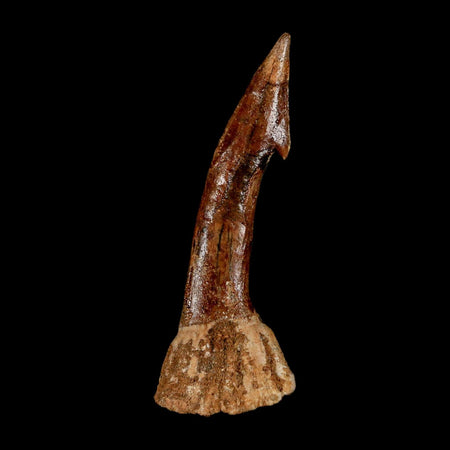 XL 2.6" Sawfish Fossil Tooth Barb Onchopristis Numidus Cretaceous Dinosaur Era COA