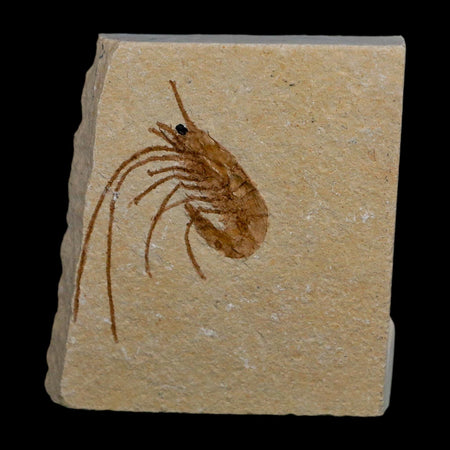 1.5" Fossil Shrimp Carpopenaeus Cretaceous Age 100 Mil Yrs Old Lebanon COA