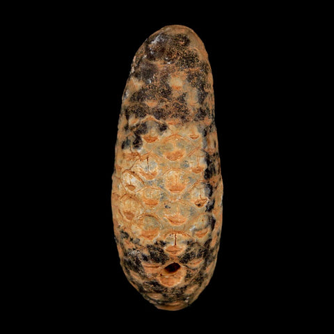 XL 2.1" Fossil Pine Cone Equicalastrobus Replaced By Agate Eocene Age Seeds Fruit - Fossil Age Minerals