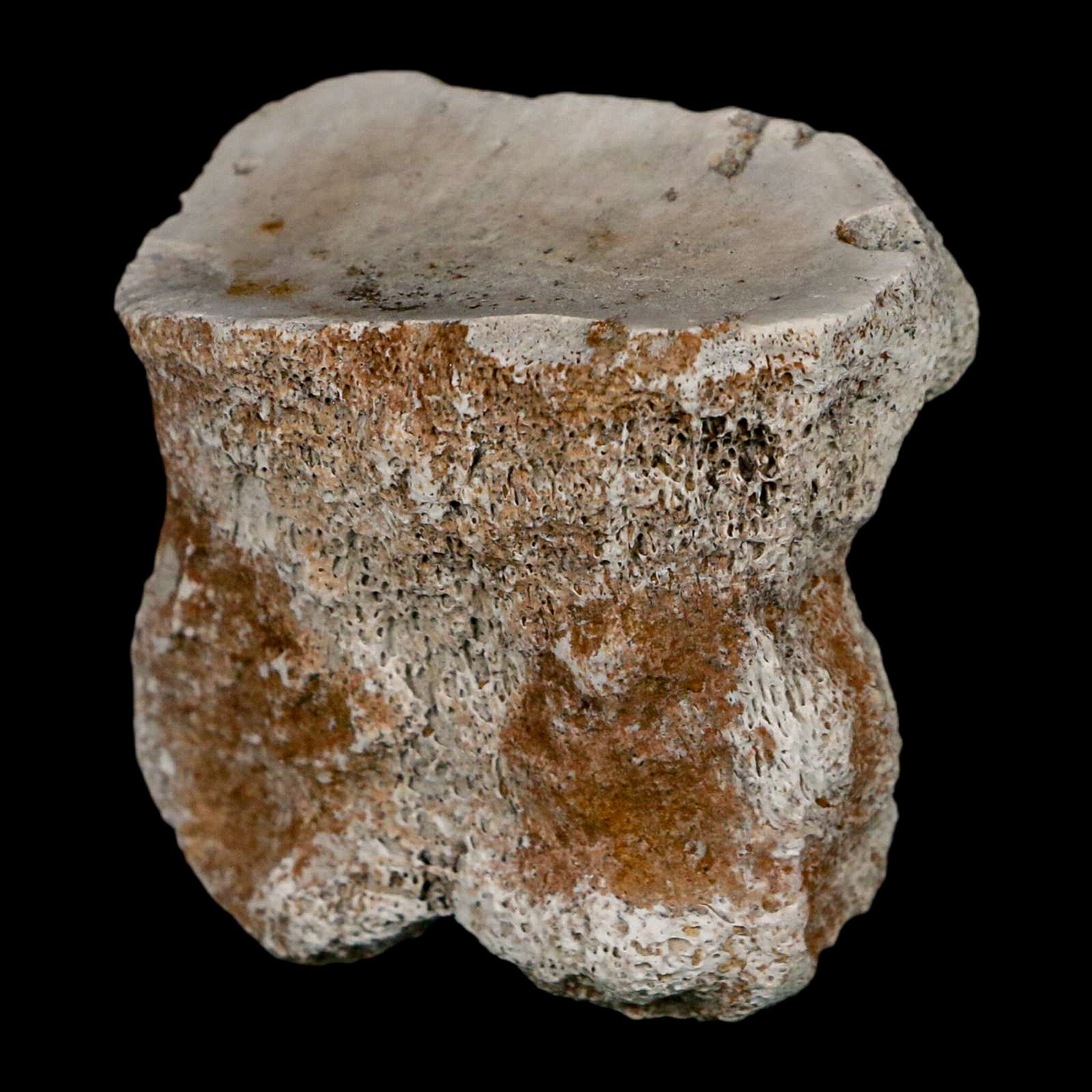 1.9" Brontothere Fossil Toe Bone Eocene Age Badlands S Dakota Titanothere COA - Fossil Age Minerals