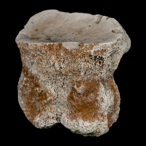 1.9" Brontothere Fossil Toe Bone Eocene Age Badlands S Dakota Titanothere COA - Fossil Age Minerals