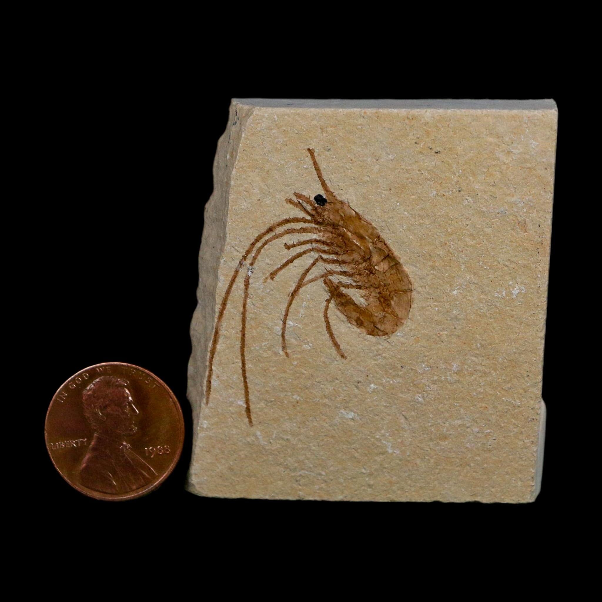 1.5" Fossil Shrimp Carpopenaeus Cretaceous Age 100 Mil Yrs Old Lebanon COA - Fossil Age Minerals