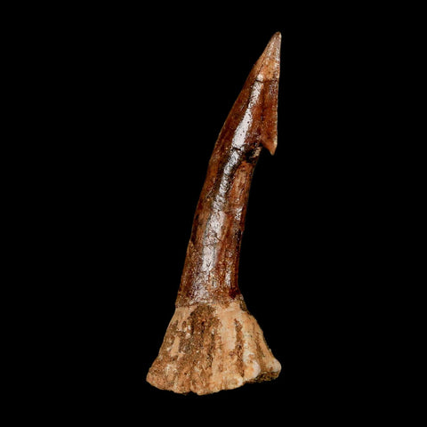 XL 2.6" Sawfish Fossil Tooth Barb Onchopristis Numidus Cretaceous Dinosaur Era COA