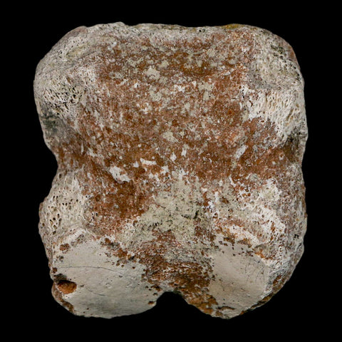 1.9" Brontothere Fossil Toe Bone Eocene Age Badlands S Dakota Titanothere COA - Fossil Age Minerals