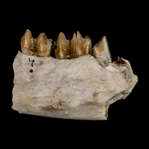 0.7" Leptomeryx Evansi Oligocene Age Fossil Deer Jaw Teeth Wyoming Display COA - Fossil Age Minerals