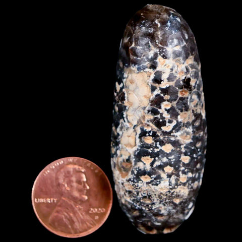 XL 2.1" Fossil Pine Cone Equicalastrobus Replaced By Agate Eocene Age Seeds Fruit - Fossil Age Minerals
