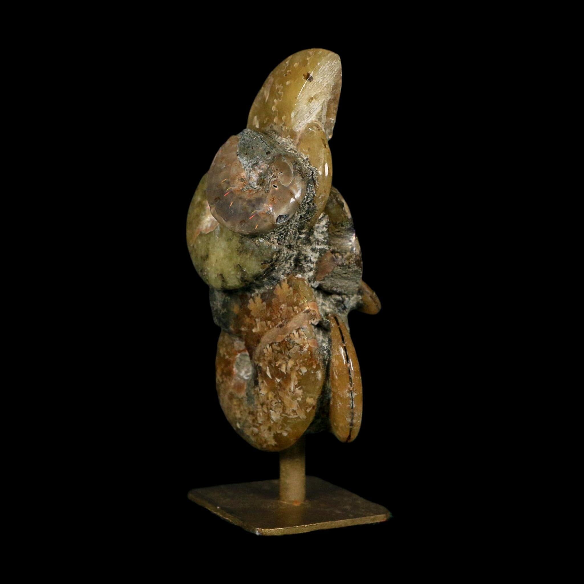 4.4" Cleoniceras Ammonite Fossil Cluster on Stand Madagascar Jurassic Age - Fossil Age Minerals