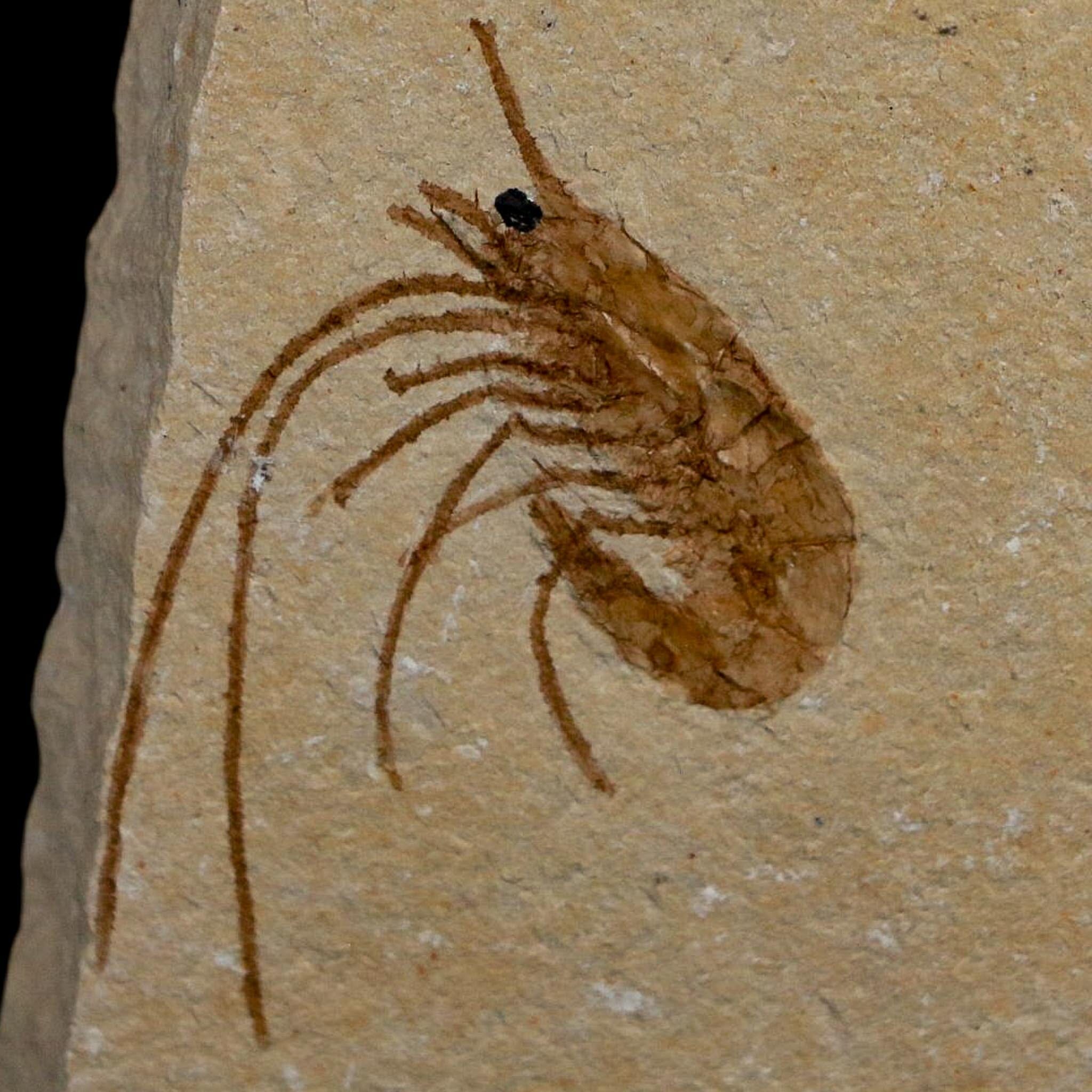 1.5" Fossil Shrimp Carpopenaeus Cretaceous Age 100 Mil Yrs Old Lebanon COA - Fossil Age Minerals