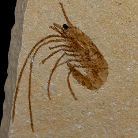 1.5" Fossil Shrimp Carpopenaeus Cretaceous Age 100 Mil Yrs Old Lebanon COA