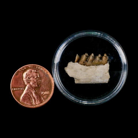 0.7" Leptomeryx Evansi Oligocene Age Fossil Deer Jaw Teeth Wyoming Display COA - Fossil Age Minerals