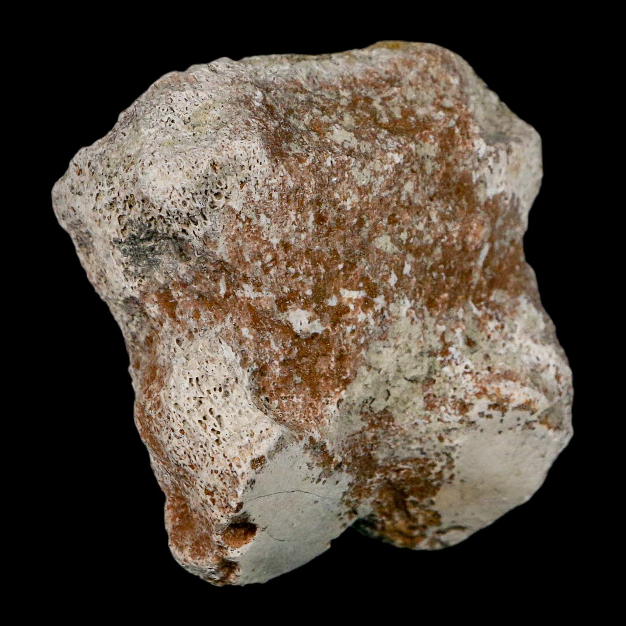 1.9" Brontothere Fossil Toe Bone Eocene Age Badlands S Dakota Titanothere COA - Fossil Age Minerals