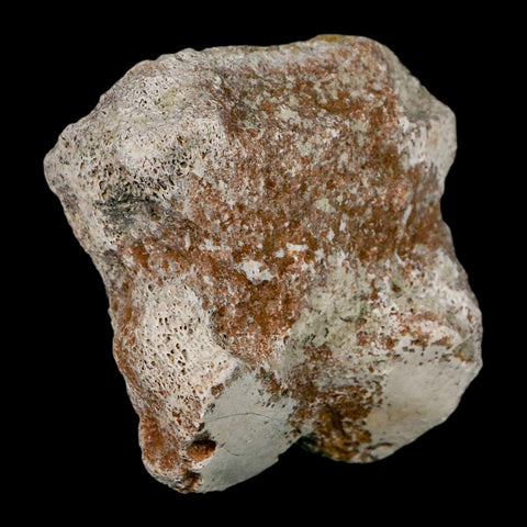 1.9" Brontothere Fossil Toe Bone Eocene Age Badlands S Dakota Titanothere COA - Fossil Age Minerals
