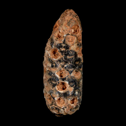 1.9" Fossil Pine Cone Equicalastrobus Replaced By Agate Eocene Age Seeds Fruit - Fossil Age Minerals