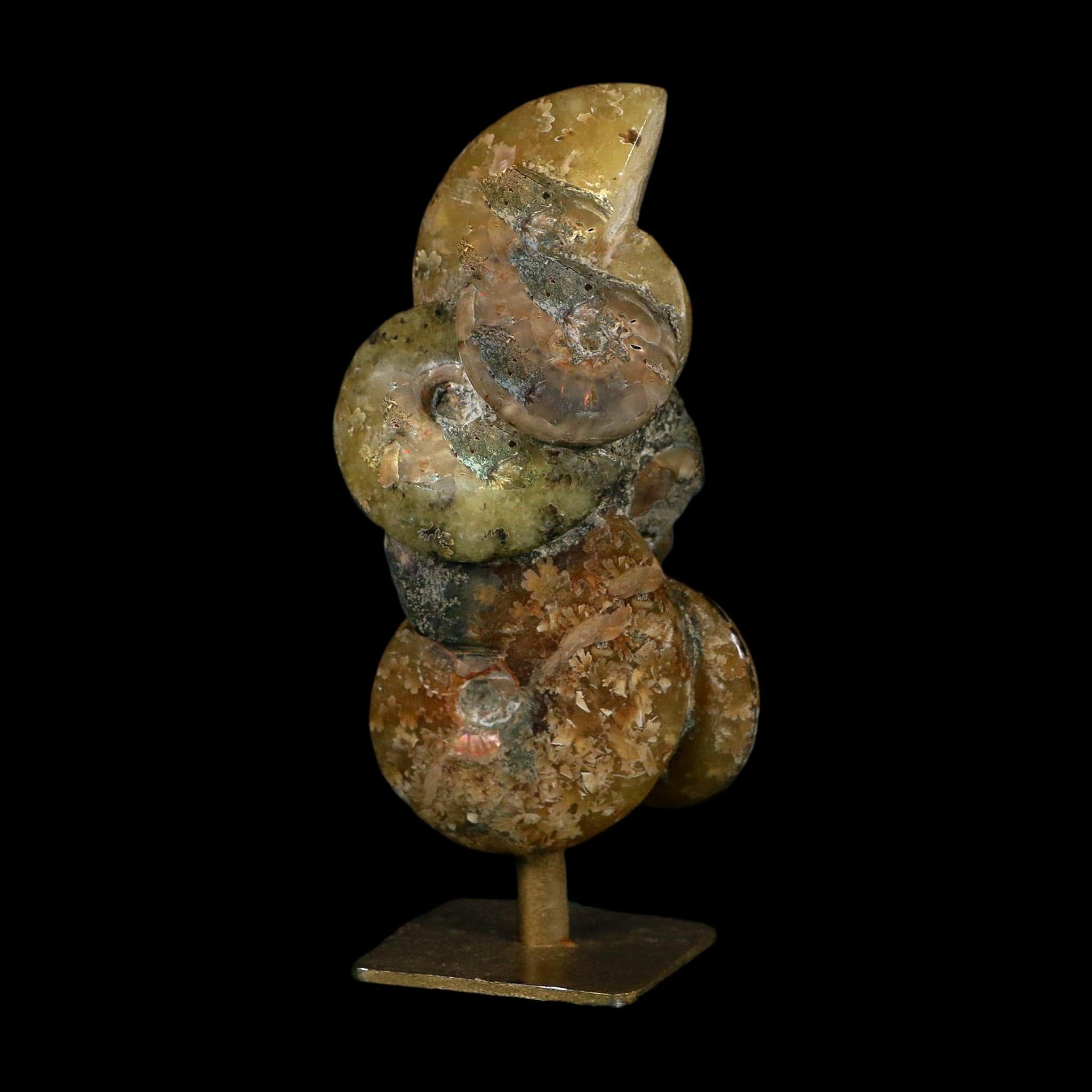 4.4" Cleoniceras Ammonite Fossil Cluster on Stand Madagascar Jurassic Age - Fossil Age Minerals