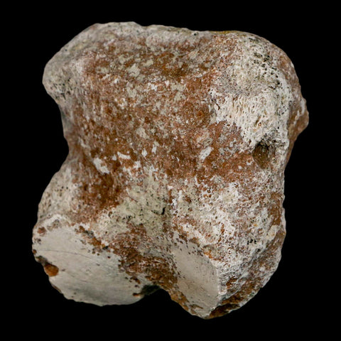 1.9" Brontothere Fossil Toe Bone Eocene Age Badlands S Dakota Titanothere COA - Fossil Age Minerals