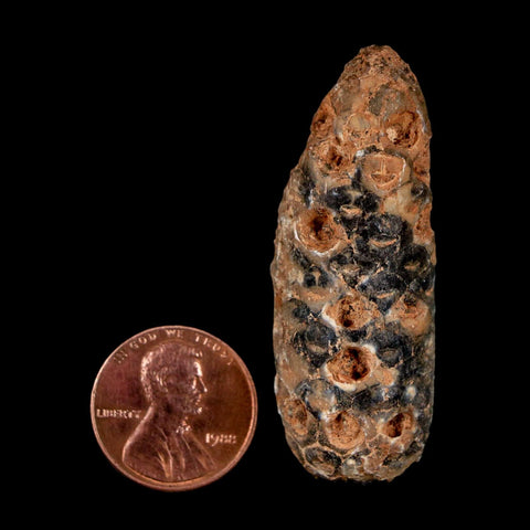 1.9" Fossil Pine Cone Equicalastrobus Replaced By Agate Eocene Age Seeds Fruit - Fossil Age Minerals