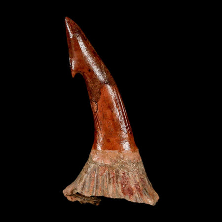 XL 2.4" Sawfish Fossil Tooth Barb Onchopristis Numidus Cretaceous Dinosaur Era COA