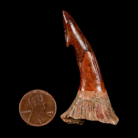 XL 2.4" Sawfish Fossil Tooth Barb Onchopristis Numidus Cretaceous Dinosaur Era COA