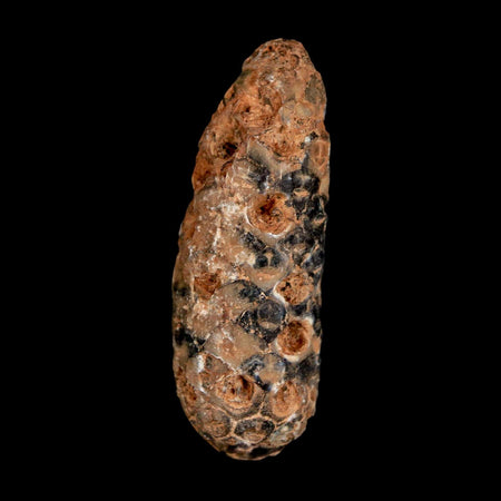 1.9" Fossil Pine Cone Equicalastrobus Replaced By Agate Eocene Age Seeds Fruit