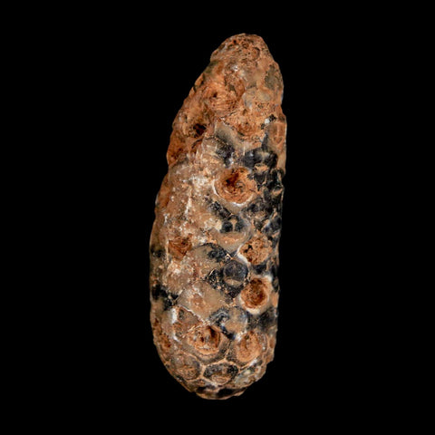 1.9" Fossil Pine Cone Equicalastrobus Replaced By Agate Eocene Age Seeds Fruit - Fossil Age Minerals