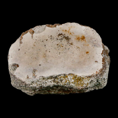 1.9" Brontothere Fossil Toe Bone Eocene Age Badlands S Dakota Titanothere COA - Fossil Age Minerals
