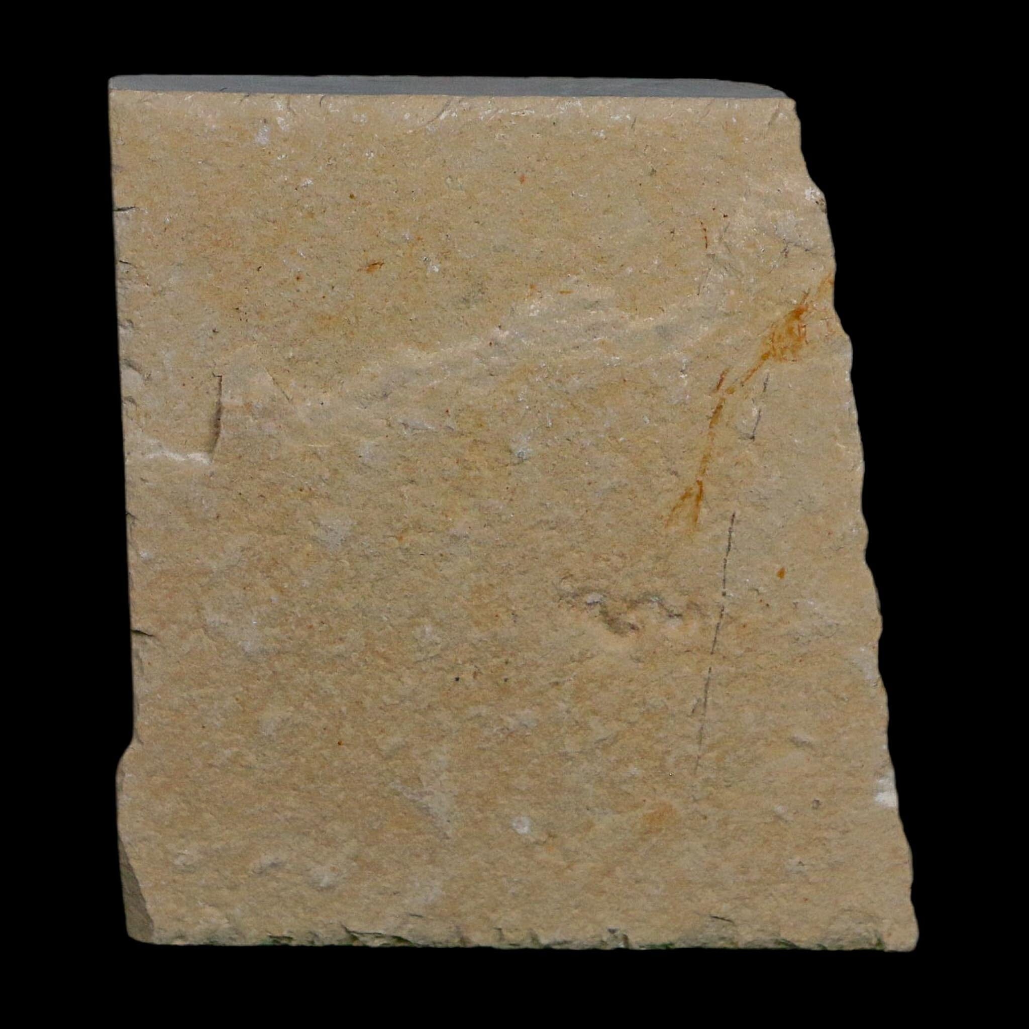 1.5" Fossil Shrimp Carpopenaeus Cretaceous Age 100 Mil Yrs Old Lebanon COA - Fossil Age Minerals