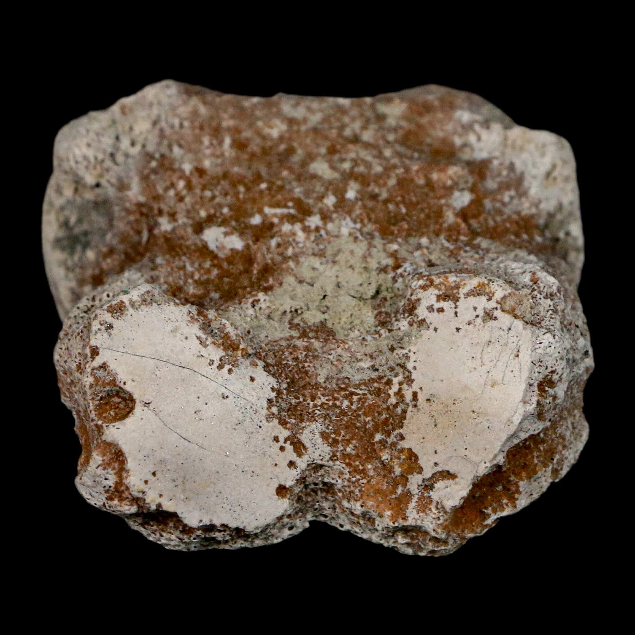 1.9" Brontothere Fossil Toe Bone Eocene Age Badlands S Dakota Titanothere COA - Fossil Age Minerals