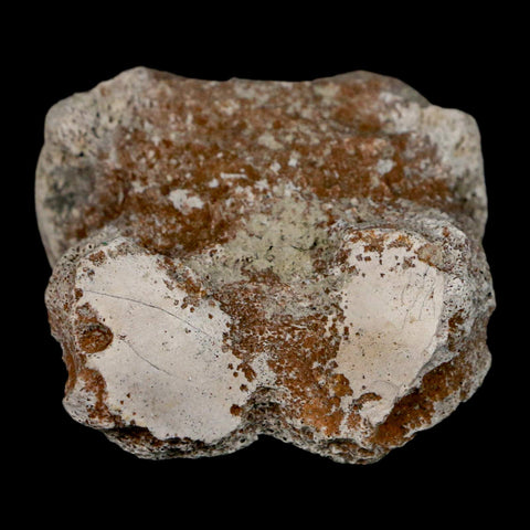 1.9" Brontothere Fossil Toe Bone Eocene Age Badlands S Dakota Titanothere COA - Fossil Age Minerals