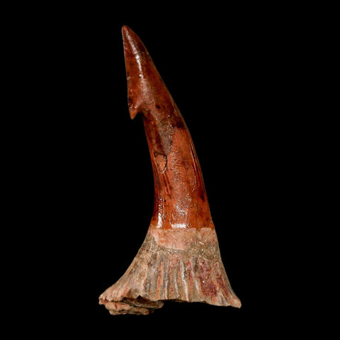 XL 2.4" Sawfish Fossil Tooth Barb Onchopristis Numidus Cretaceous Dinosaur Era COA