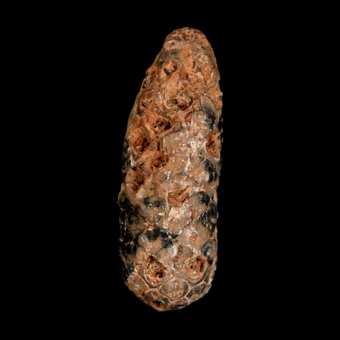 1.9" Fossil Pine Cone Equicalastrobus Replaced By Agate Eocene Age Seeds Fruit - Fossil Age Minerals