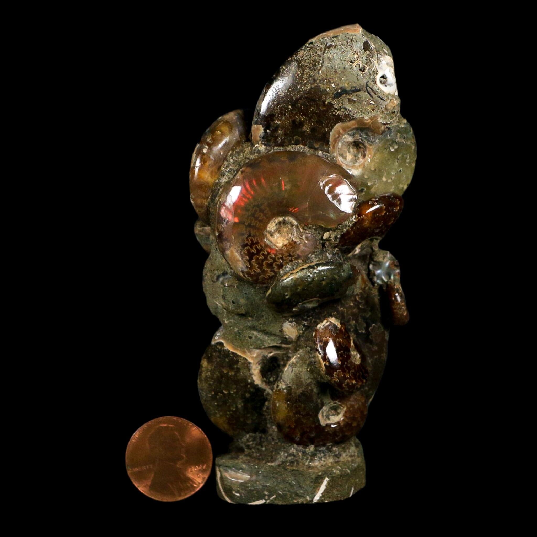 3.9" Iridescent Red Cleoniceras Ammonites Fossil Cluster on Stand Jurassic Age