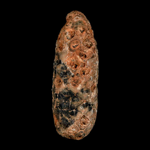 1.9" Fossil Pine Cone Equicalastrobus Replaced By Agate Eocene Age Seeds Fruit - Fossil Age Minerals