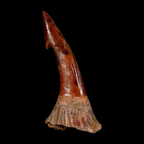 XL 2.4" Sawfish Fossil Tooth Barb Onchopristis Numidus Cretaceous Dinosaur Era COA