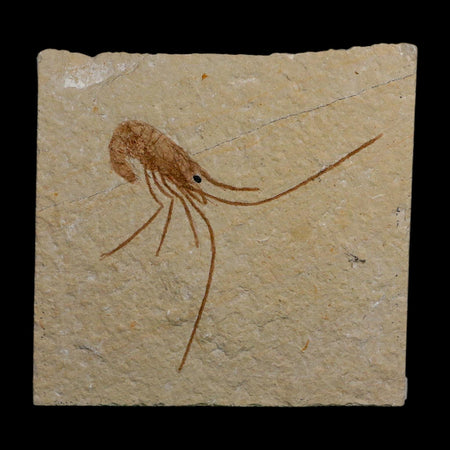 2.3" Fossil Shrimp Carpopenaeus Cretaceous Age 100 Mil Yrs Old Lebanon COA